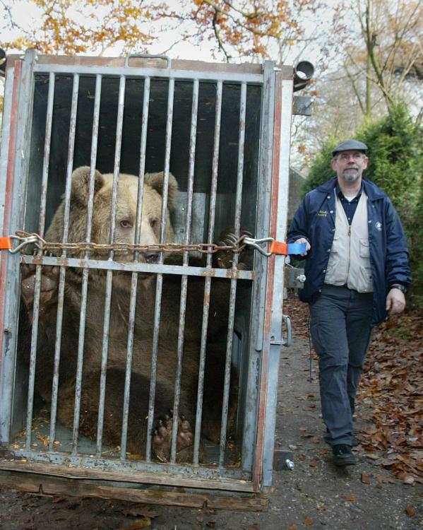 Beer wordt vervoerd een kooi 