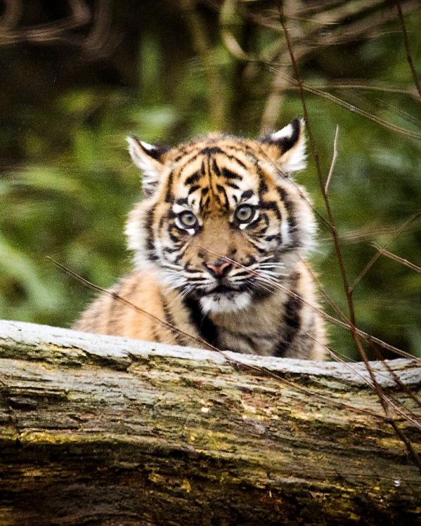 Twee tijgers kijken over een tak in hun verblijf in Burgers' Zoo 