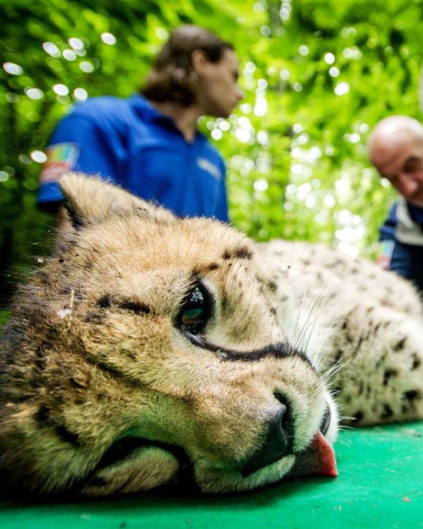 cheeta
