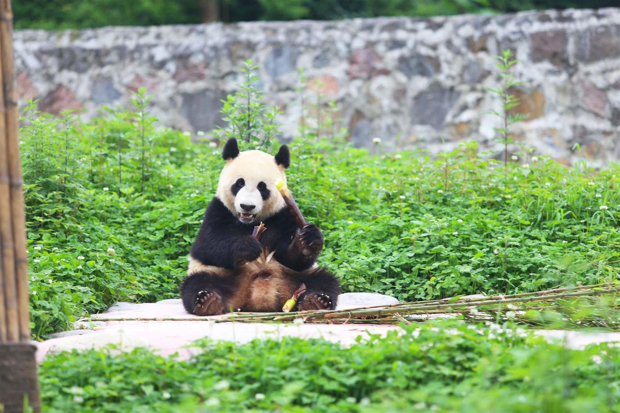 Reuzenpanda in ouwehands dierenpark