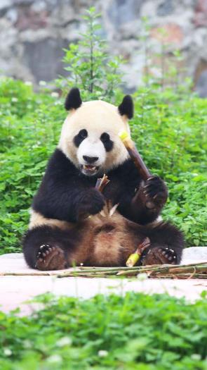 Reuzenpanda in ouwehands dierenpark