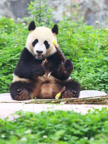Reuzenpanda in ouwehands dierenpark