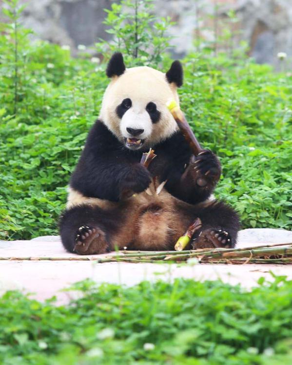 Reuzenpanda in ouwehands dierenpark