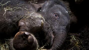 olifant mumba