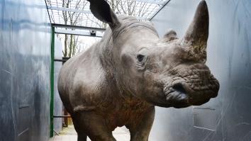 Breedlipneushoorn in een container