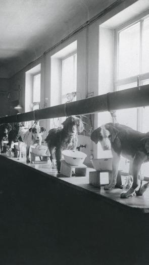 het experiment met de honden