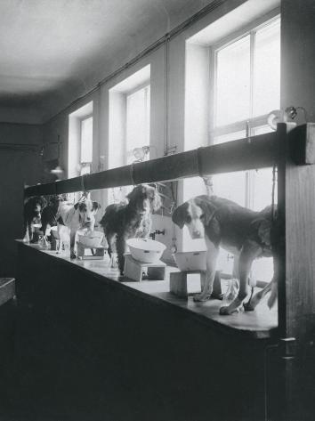 het experiment met de honden
