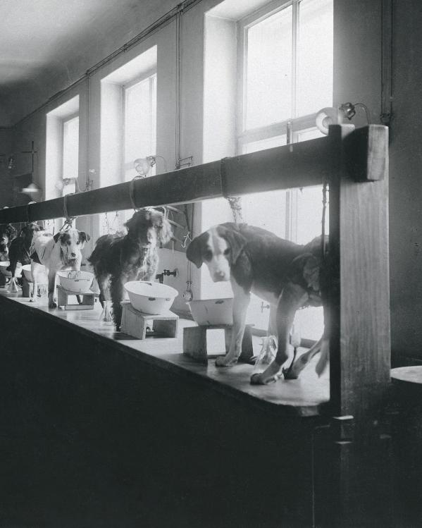 het experiment met de honden