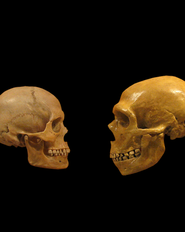 schedel van een mens en neanderthaler