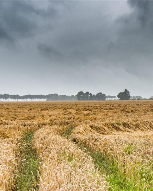 landbouw akker