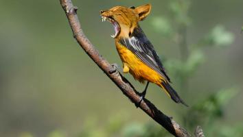 Genetische manipulatie dieren