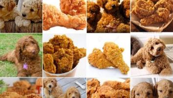 computers_labradoodle