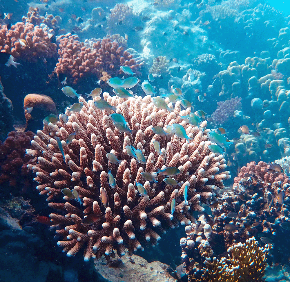 koraal_openingsafbeelding