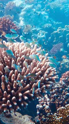 koraal_openingsafbeelding