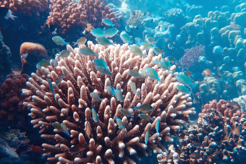 koraal_openingsafbeelding