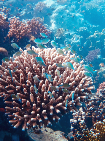 koraal_openingsafbeelding