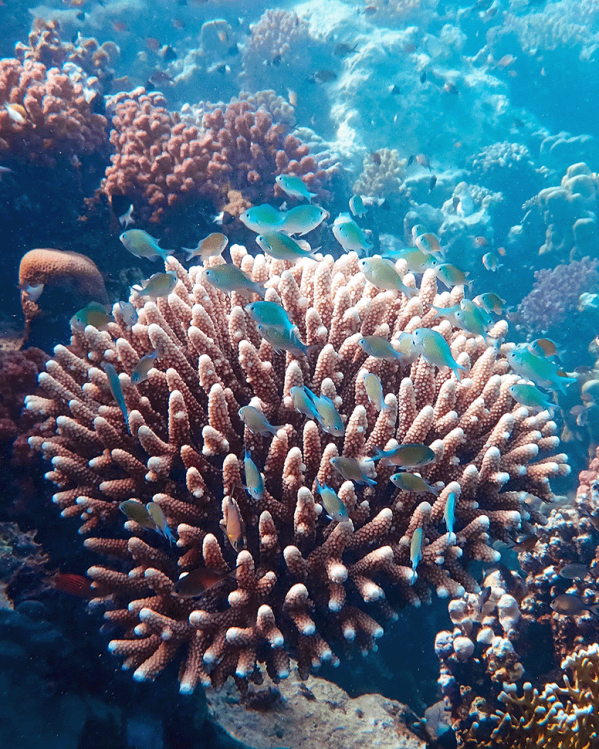 koraal_openingsafbeelding