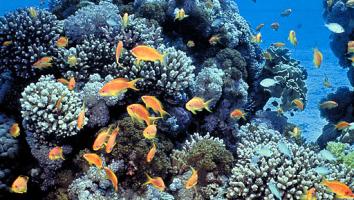 koraal_leven