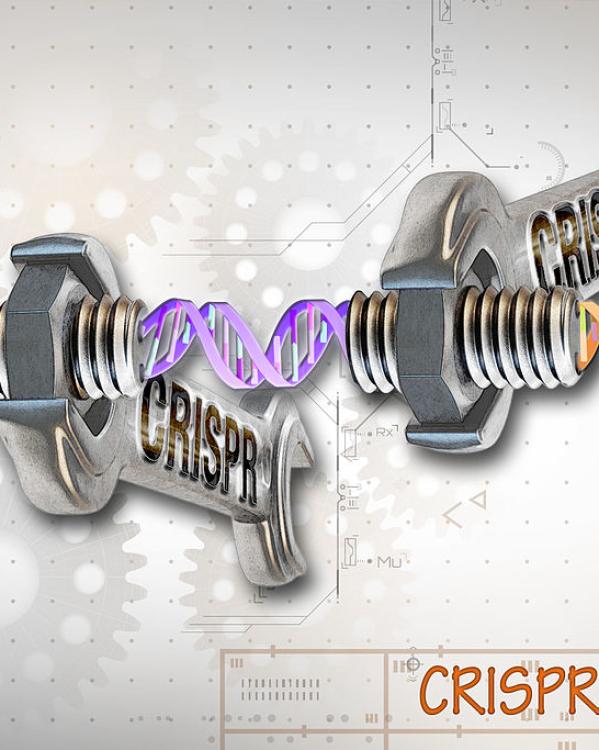 Crispr-cas