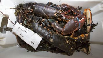 Start van het kreeftenseizoen