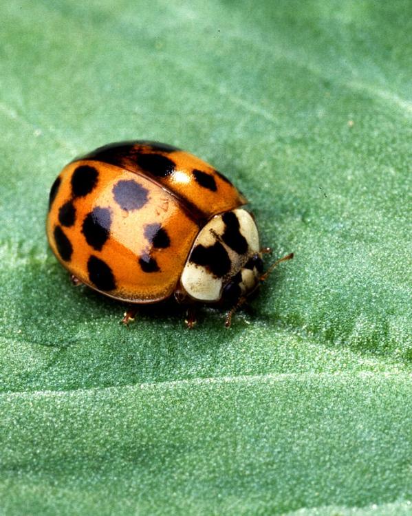 Aziatisch lieveheersbeestje