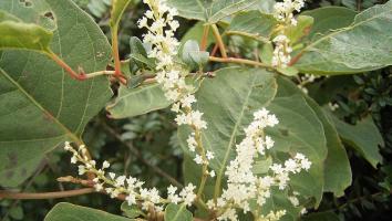 Japanse duizendknoop