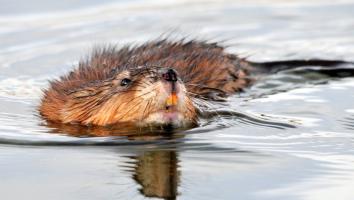 muskusrat