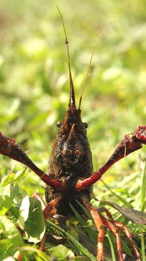 Rode Amerikaanse rivierkreeft