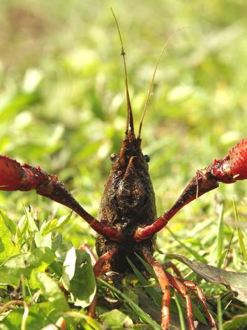 Rode Amerikaanse rivierkreeft