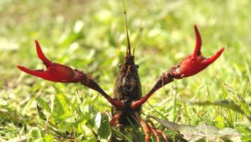 Rode Amerikaanse rivierkreeft