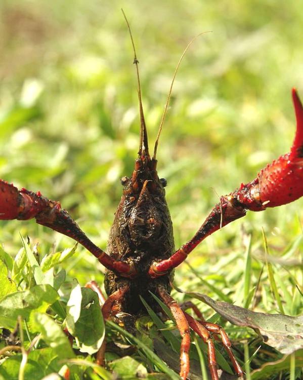 Rode Amerikaanse rivierkreeft