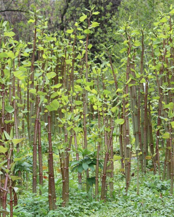 Japanse duizendknoop