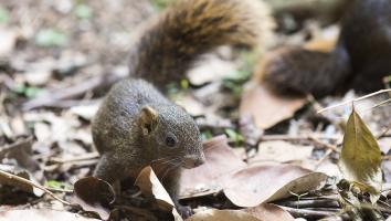 Invasieve exoten in Nederland