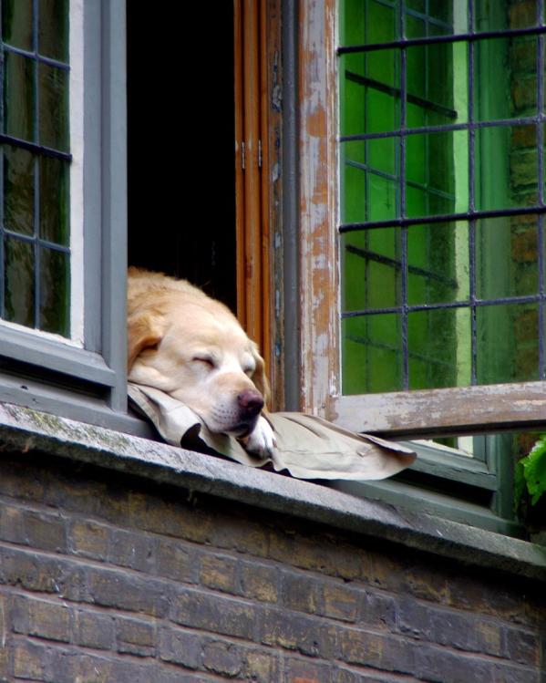 Slapende hond in open raam