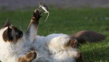 Siamese kat met muis