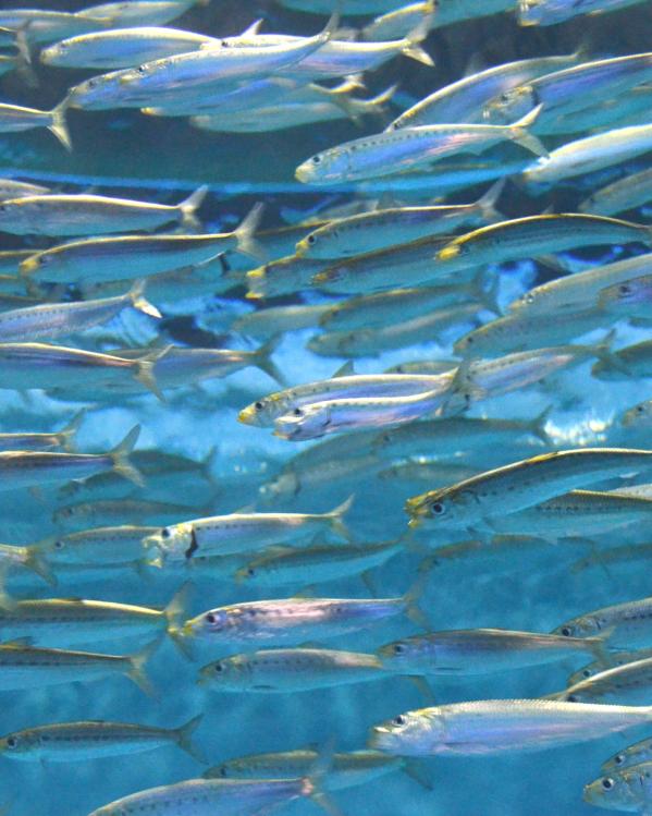 sardines