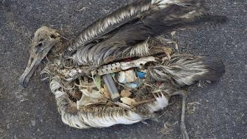 maaginhoud van een dode vogel