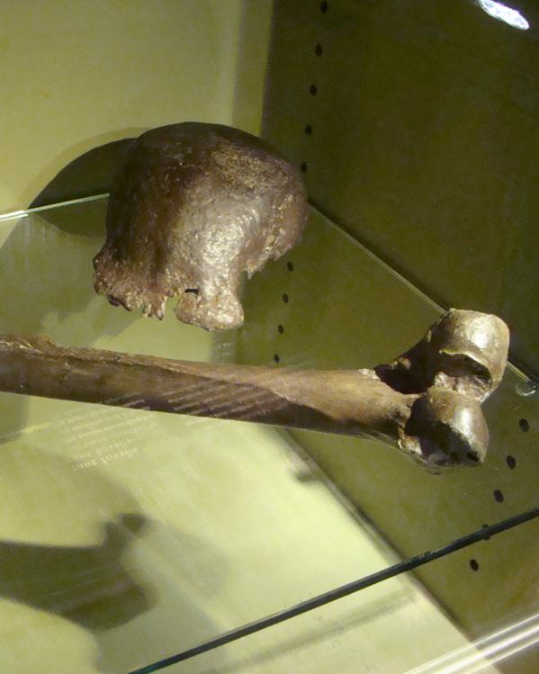 schedelkap en dijbeen van de pithecanthropus erectus