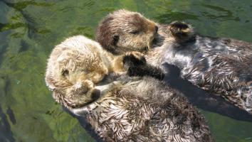 otters