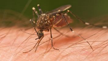 culicidae