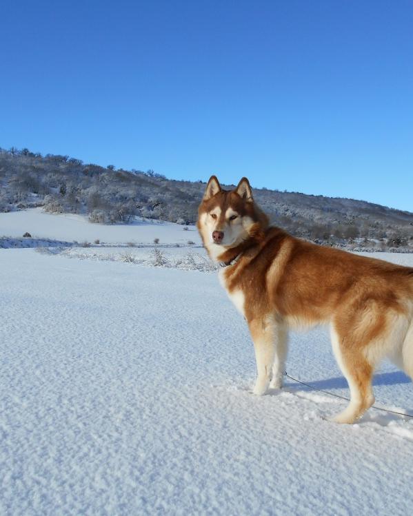Siberische husky