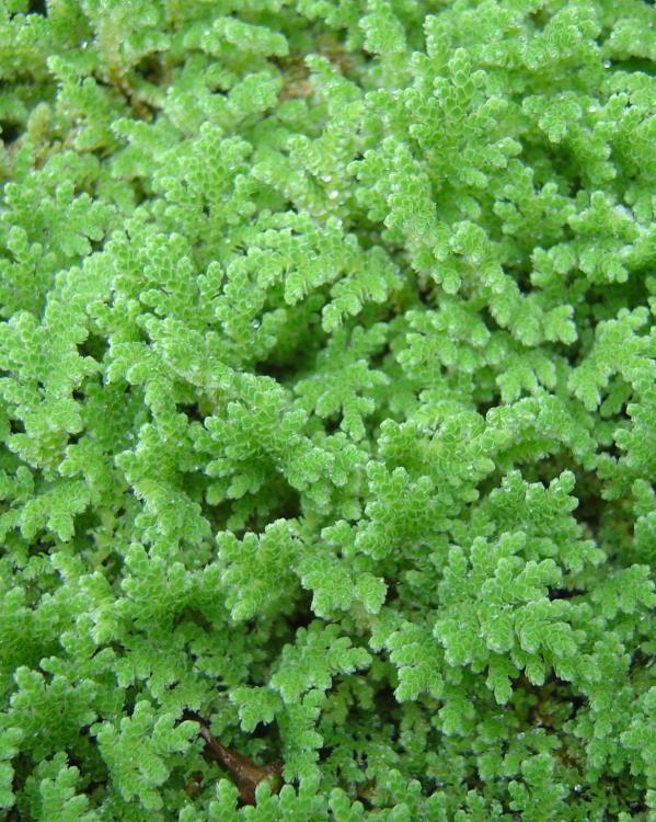 azolla
