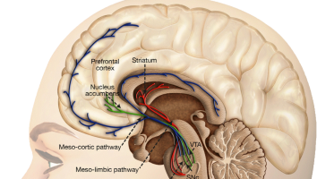 Beloningssysteem in het brein