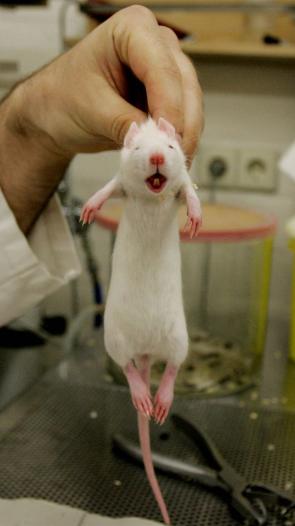 Proefmuis