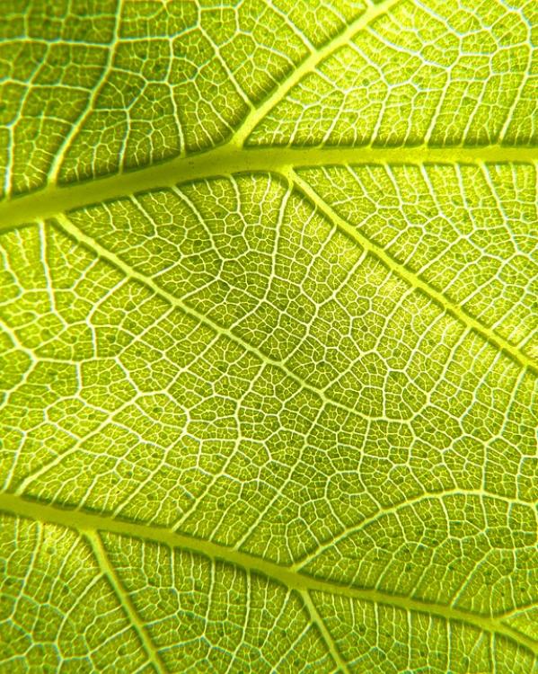 fotosynthese_bladeren