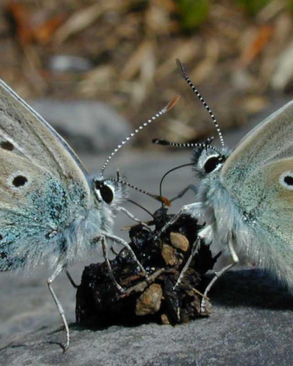 fotosynthese_vlinders