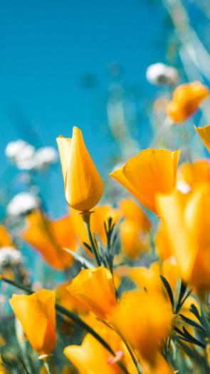 fotosynthese_header