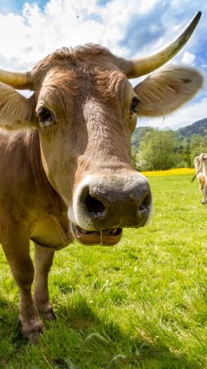 koeien in een weiland