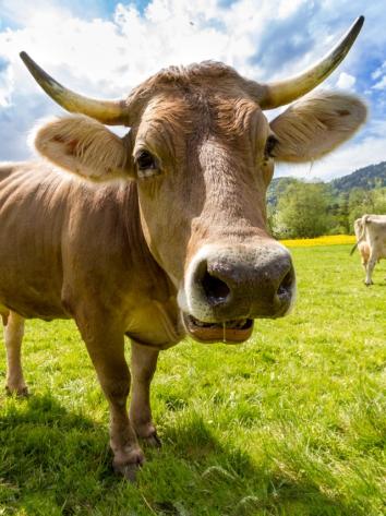 koeien in een weiland