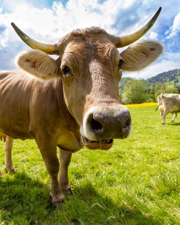 koeien in een weiland